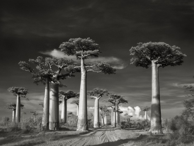 5 avenue-of-the-baobabs1