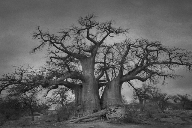 7 baobabs-of-kubu-island-3