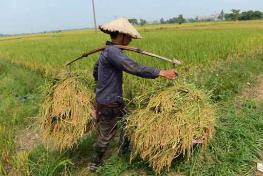 Although genetic engineering receives disproportionate attention, traditional crop breeders have been more successful at raising yields.